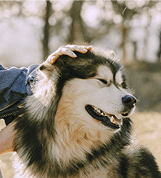 Pour les animaux Pour les animaux