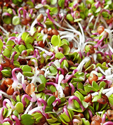 Vegan - Raw