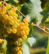 Vins