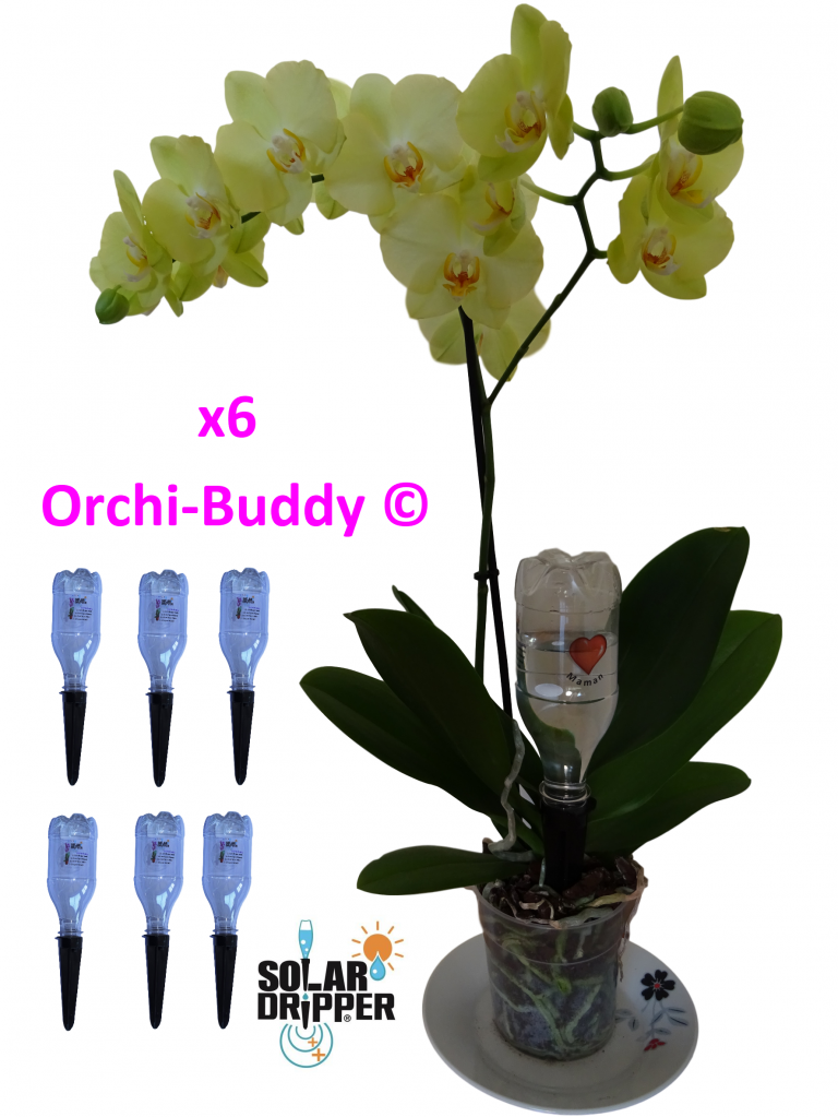 Orchi-Buddy par 6