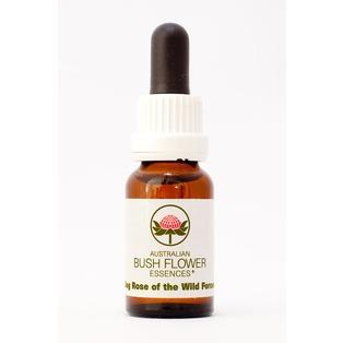 Dog Rose Of The Wild Forces