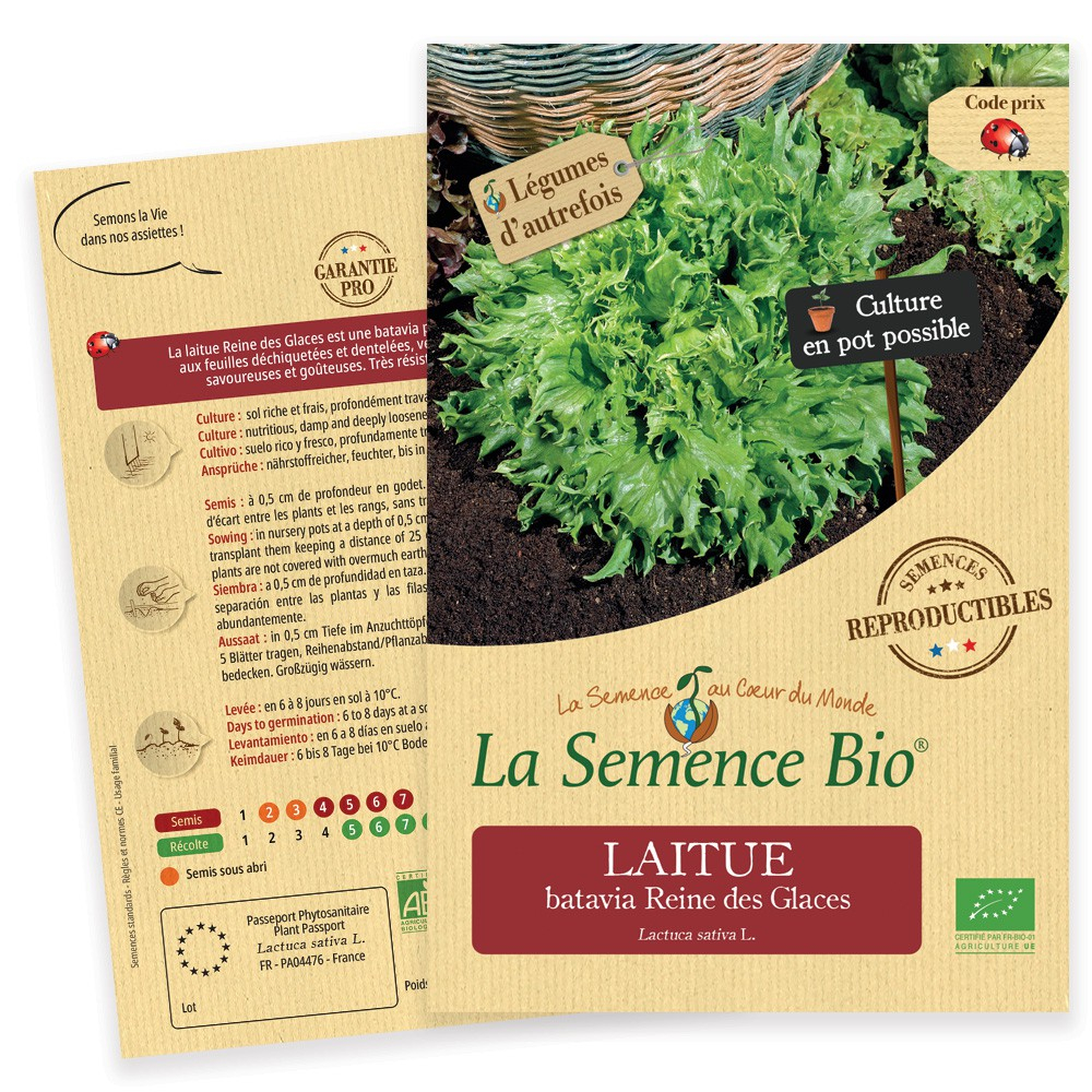 Graines De Laitue Batavia Reine Des Glaces - Sachet De 3 Grammes (environ 2700 Graines) - Pour Potager été