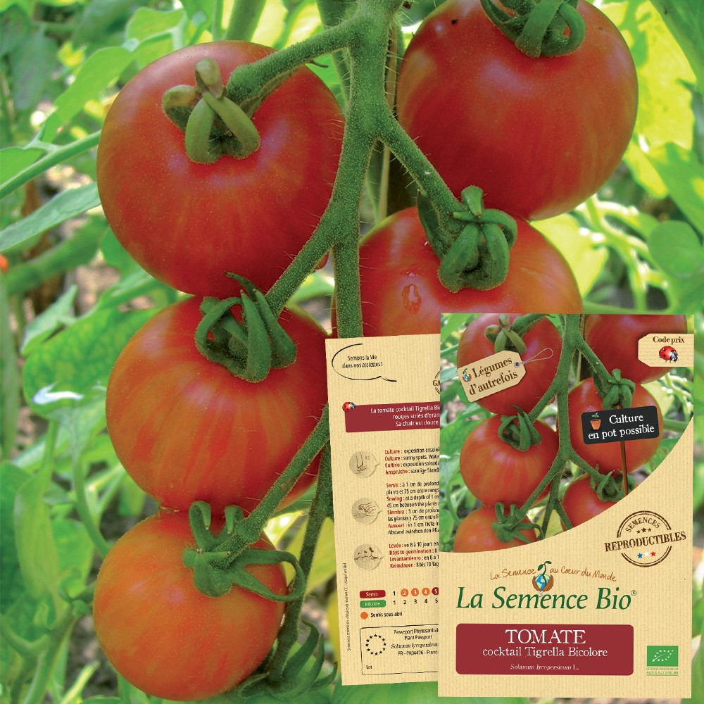 semences-bio-reproductibles-tomate-cocktail-tigerella-bicolore-bio