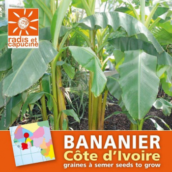 Graines De Bananier NAIN - Musa Velutina Sur
