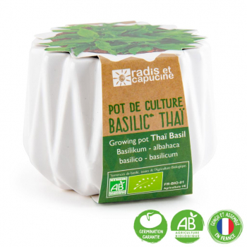 Basilic Thaï Pot origam