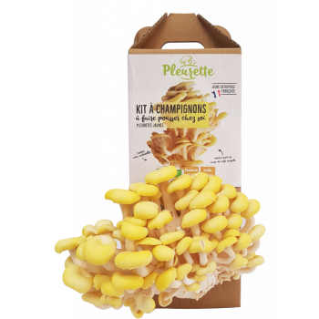 Kit à champignons à faire pousser chez soi - Pleurotes jaunes