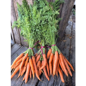 Carottes bio - 1kg