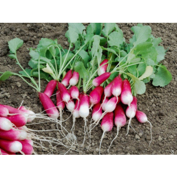 Radis bio - botte - 200gr 