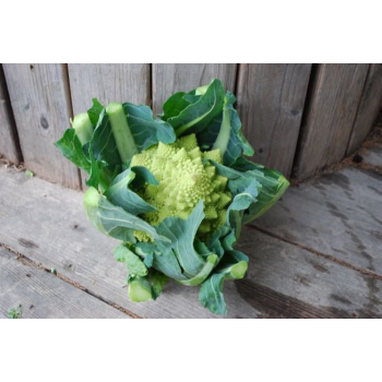 Choux Romanesco bio - 1 pièce - 1,2kg 