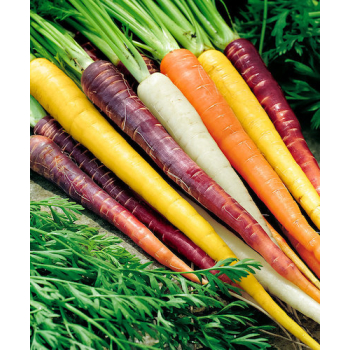 Carotte Arc-en-ciel bio - 500gr