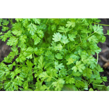 Cerfeuil frais bio - sachet - 50gr  