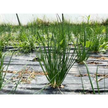 Ciboulette fraîche bio - 50gr