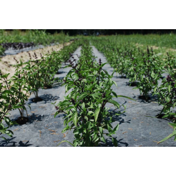 Basilic Thaï frais bio 100gr