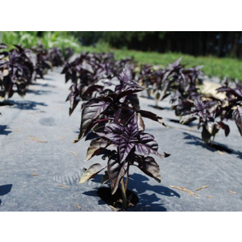 Basilic Pourpre frais bio - sachet  100gr