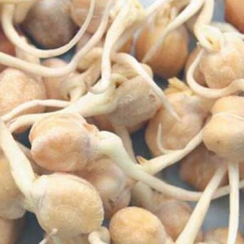 Pois Chiche - Graines à germer bio - 90g