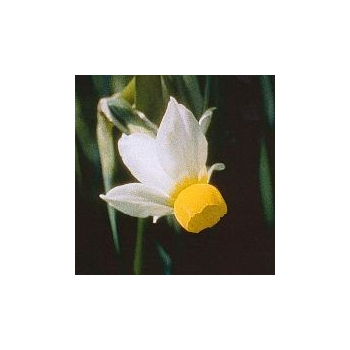 Narcisse Bulbocodium*, Contenance: 15 ml