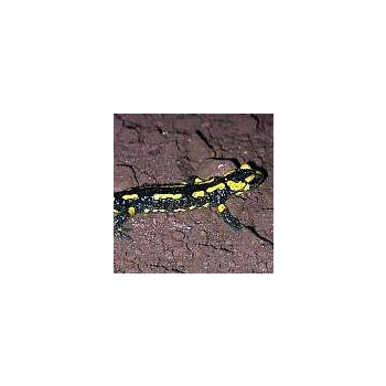 Salamandre*