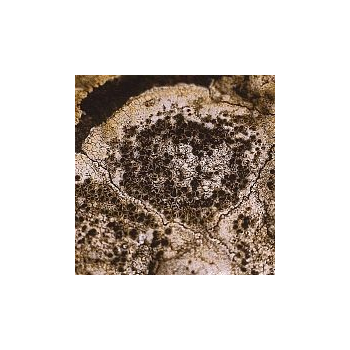 Lichen Caloplaca Flavescens