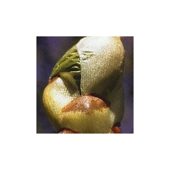Bourgeons de Marronnier/Chestnut Bud*, Contenance: 15 ml