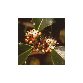 Houx/Holly*, Contenance: 15 ml