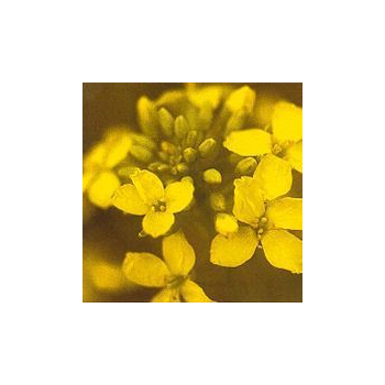 Moutarde/Mustard*, Contenance: 15 ml