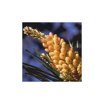 Pin sylvestre/Pine*, Contenance: 15 ml