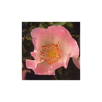 Eglantier/Wild Rose*, Contenance: 30 ml