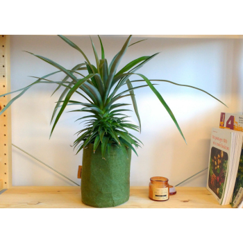 Mini pot en géotextile vert Root Pouch 3.8L