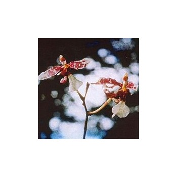 Channeling Orchid*, Contenance: 30 ml