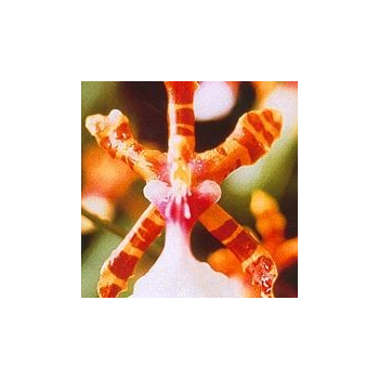 Colour Orchid*, Contenance: 15 ml