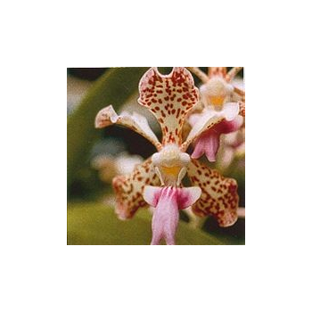 Fun Orchid*, Contenance: 15 ml