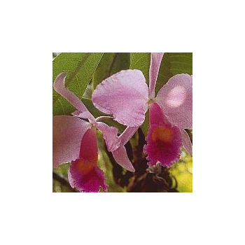 Inspiration Orchid*, Contenance: 15 ml