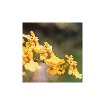 Love Orchid*, Contenance: 30 ml