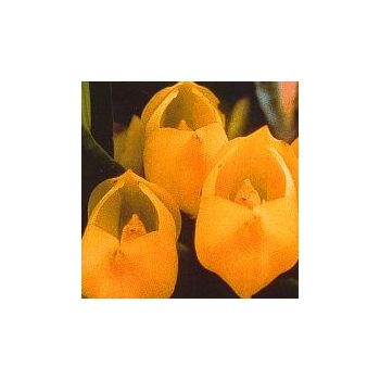 Vénus Orchid*, Contenance: 15 ml