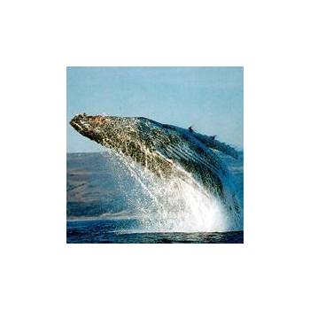 Baleine Pilote*, Contenance: 15 ml
