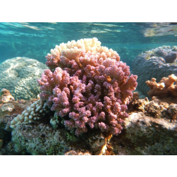 Corail Digitiforme (Hood Coral)*, Contenance: 15 ml