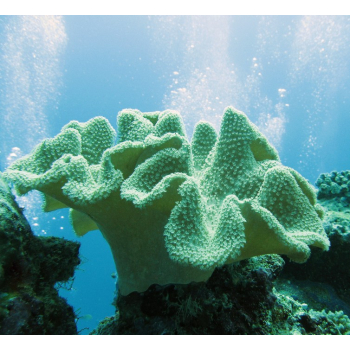 Soft Coral (Corail de Cuir)*, Contenance: 15 ml
