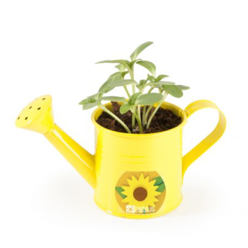 arrosoir-avec-graines-de-tournesol-a-semer