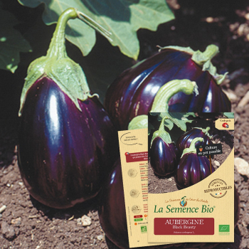 semences-bio-reproductibles-aubergine-black-beauty-bio
