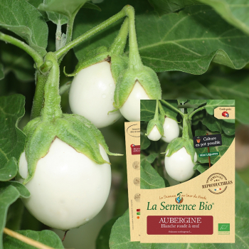 semences-bio-reproductibles-aubergine-blanche-ronde
