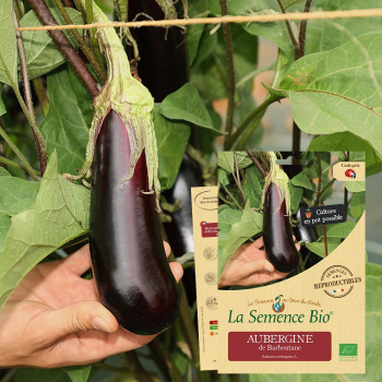 semences-bio-reproductibles-aubergine-de-barbentane