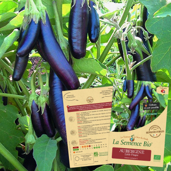 semences-bio-reproductibles-aubergine-little-finger