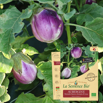 semences-bio-reproductibles-aubergine-rotonda-bianca-sfumata-di-rosa-30-gn