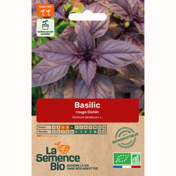 semences-bio-reproductibles-basilic-rouge-osmin-bio