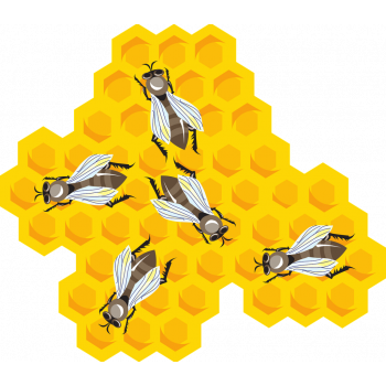 Bee Wrap BIO - emballage alimentaire écologique et réutilisable 