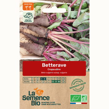 semences-bio-reproductibles-betterave-potagere-crapaudine