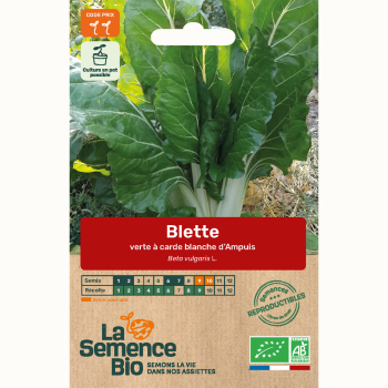 semences-bio-reproductibles-blette-carde-blanche-d-ampuis