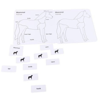 cartes-nomenclature-cheval