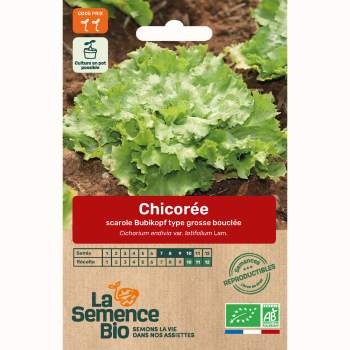 semences-bio-reproductibles-chicoree-scarole-bubikopf