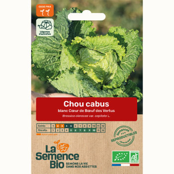 semences-bio-reproductibles-chou-coeur-de-boeuf-des-vertus-2